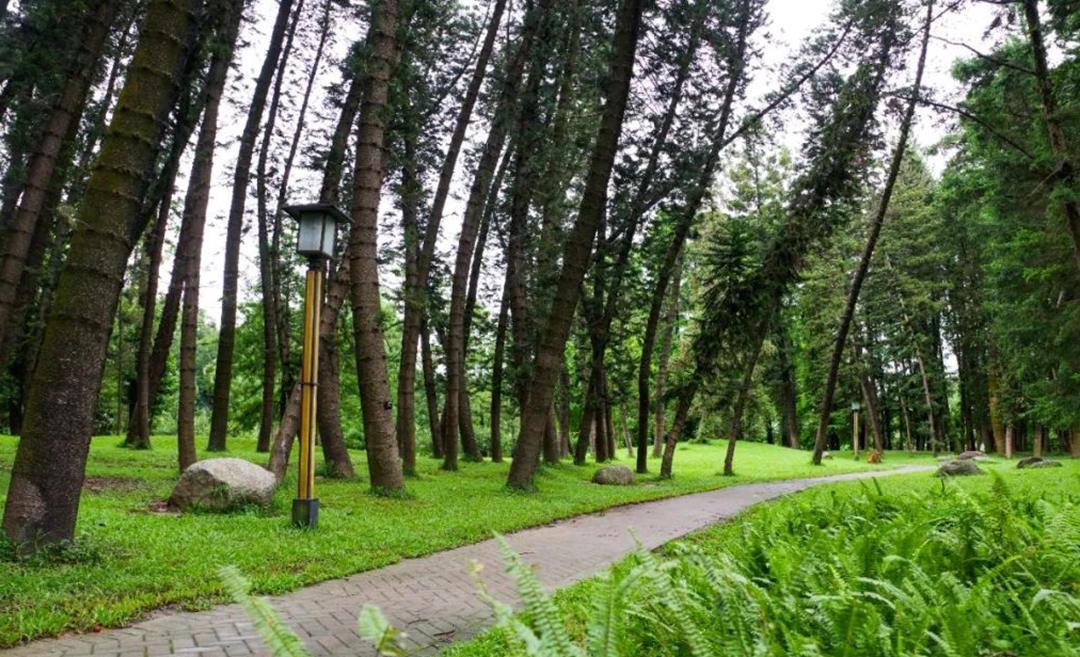 华南国家植物园孑遗植物区。黄洁（志愿者）摄