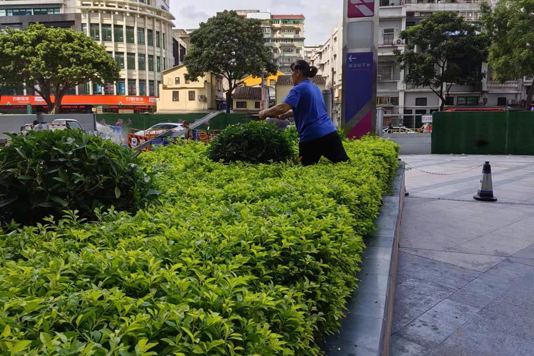 菲律宾网赌合法平台工人修剪绿化带